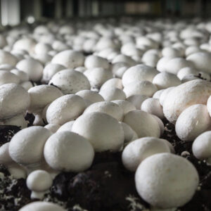 Mushroom Farming