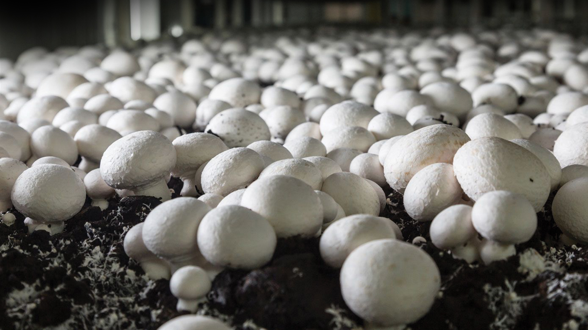 Mushroom Farming
