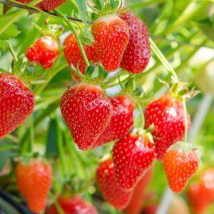 Strawberry Farming