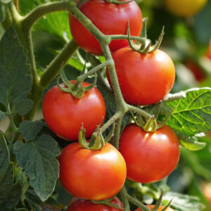 Tomato Farming