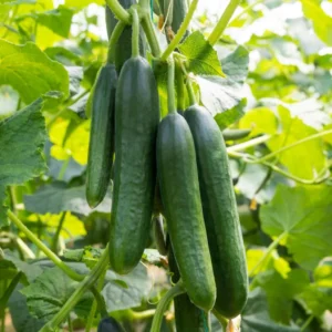 Cucumber Farming