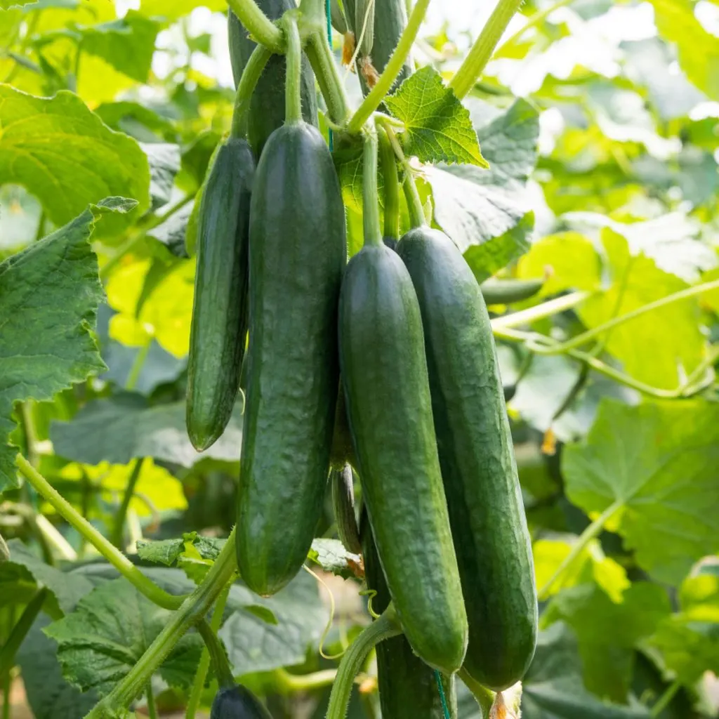 Cucumber Farming