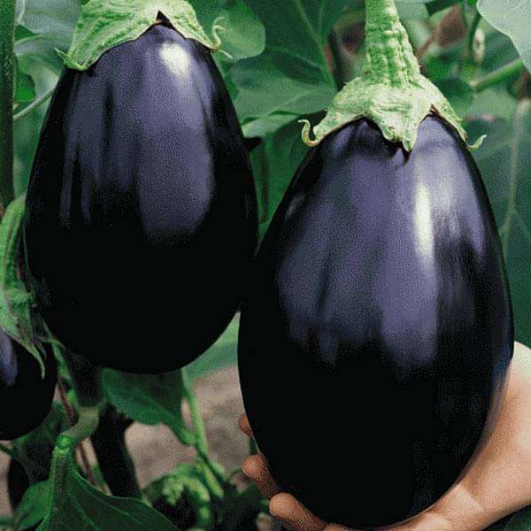 Egg Plant Farming