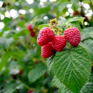 Raspberry Farming