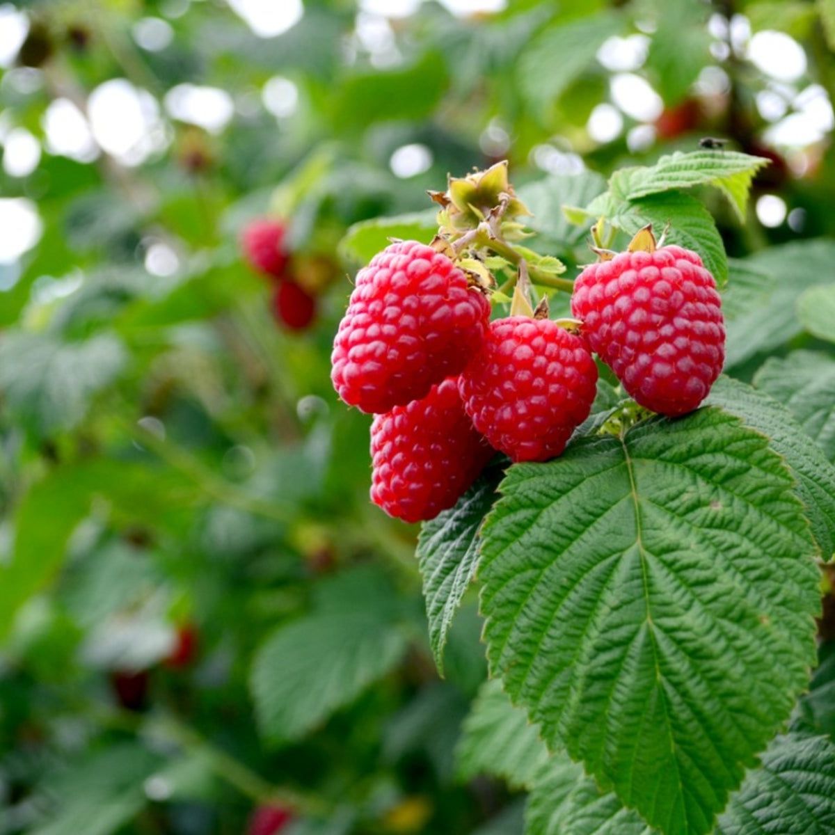 Raspberry Farming