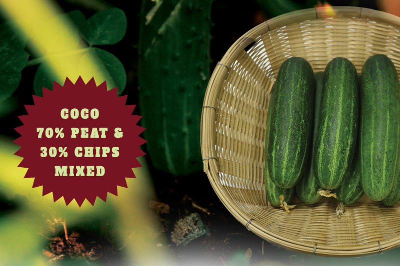 CUCUMBER