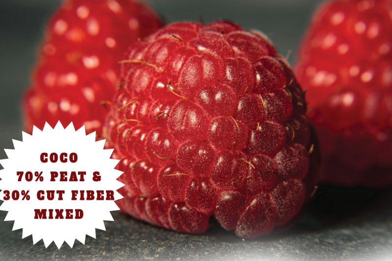 Rashpberry